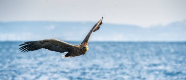 Yetişkin beyaz kuyruklu kartal uçuşta. Bilimsel adı: Haliaeetus albicilla, ern, erne, gri kartal, Avrasya deniz kartalı ve ak kuyruklu deniz kartalı olarak da bilinir..