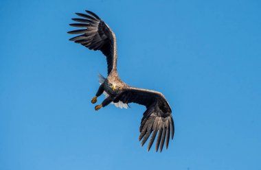 Yetişkin beyaz kuyruklu kartal uçuşta. Ön görüş. Gökyüzü arka planı. Bilimsel adı: Haliaeetus albicilla, ern, erne, gri kartal, Avrasya deniz kartalı ve ak kuyruklu deniz kartalı olarak da bilinir..