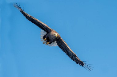 Yetişkin beyaz kuyruklu kartal uçuşta. Ön görüş. Gökyüzü arka planı. Bilimsel adı: Haliaeetus albicilla, ern, erne, gri kartal, Avrasya deniz kartalı ve ak kuyruklu deniz kartalı olarak da bilinir..