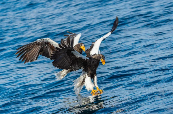 Steller의 독수리 과학적인 Haliaeetus Pelagicus 배경입니다 — 스톡 사진