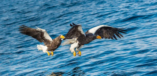 Águilas Marinas Adultas Steller Pesca Nombre Científico Haliaeetus Pelagicus Fondo — Foto de Stock