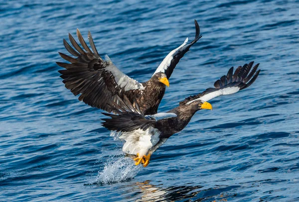 Volwassen Stellers Van Sea Eagles Visserij Wetenschappelijke Naam Haliaeetus Pelagicus — Stockfoto