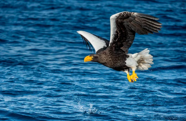 Łowienie Orłów Białym Ogonem Tło Niebieskiego Oceanu Nazwa Naukowa Haliaeetus — Zdjęcie stockowe