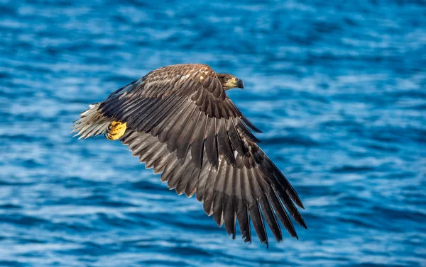 Nieletnich Orzeł Połowów Bielik Niebieskie Tło Oceanu Nazwa Naukowa Haliaeetus — Zdjęcie stockowe