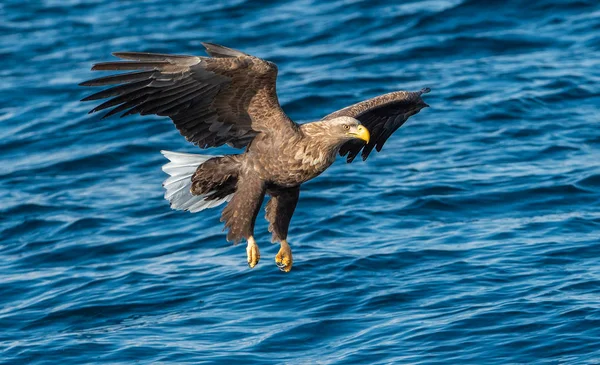 Adult Rétisas Horgászás Kék Óceán Háttér Tudományos Megnevezés Haliaeetus Albicilla — Stock Fotó