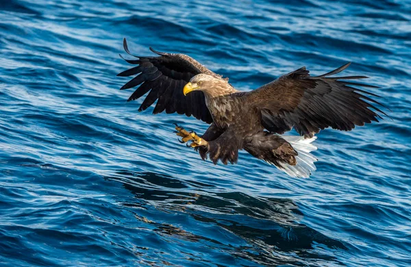 Volwassen Witstaart Eagle Vissen Blauwe Oceaan Achtergrond Wetenschappelijke Naam Haliaeetus — Stockfoto