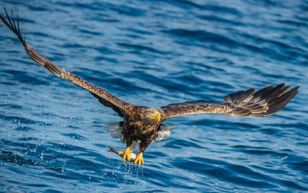 Dospělí Bílí Loví Orel Pozadí Modrého Oceánu Vědecký Název Haliaeetus — Stock fotografie