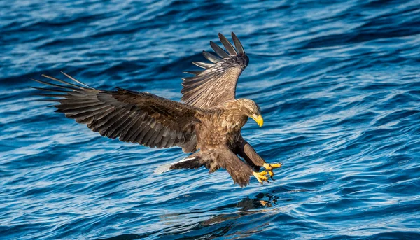 Erwachsene Seeadler Angeln Blauer Ozean Hintergrund Wissenschaftlicher Name Haliaeetus Albicilla — Stockfoto