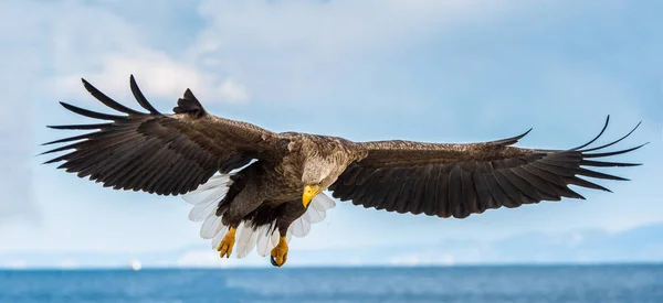 Adult Havsörn Flygning Framifrån Himmel Bakgrund Vetenskaplig Namn Haliaeetus Albicilla — Stockfoto
