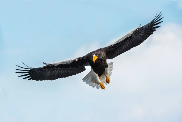 Águila Cola Blanca Adulta Vuelo Vista Frontal Fondo Del Cielo —  Fotos de Stock