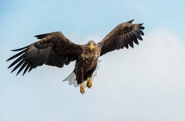 Yetişkin Beyaz Kuyruklu Kartal Uçuşta Görüş Gökyüzü Arka Planı Bilimsel — Stok fotoğraf