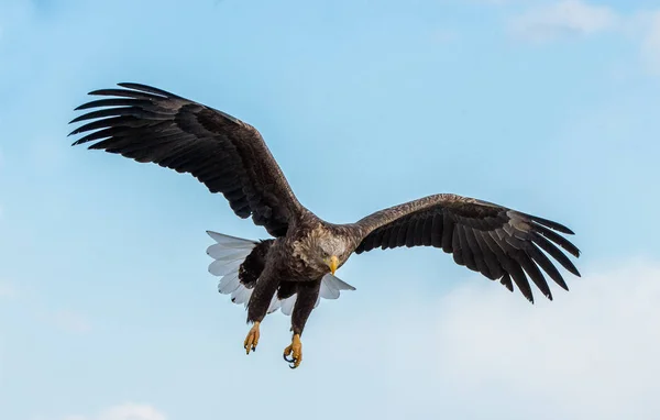 Aquila Dalla Coda Bianca Adulta Volo Vista Frontale Sullo Sfondo — Foto Stock