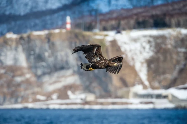 Juveniele Witstaart Adelaar Tijdens Vlucht Berg Achtergrond Wetenschappelijke Naam Haliaeetus — Stockfoto