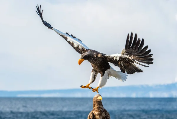 Посадка Морского Орла Стеллера Научное Название Haliaeetus Pelagicus Голубое Небо — стоковое фото