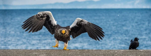 Steller Sea Eagle Landing Scientific Name Haliaeetus Pelagicus Blue Sky — Stock Photo, Image