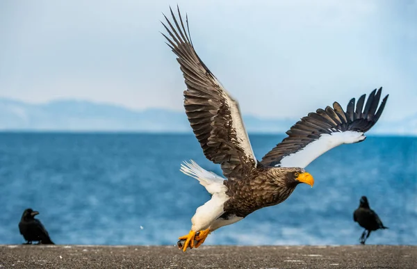 Steller\'s sea eagle landing. Scientific name: Haliaeetus pelagicus. Blue sky and ocean background. Winter Season.