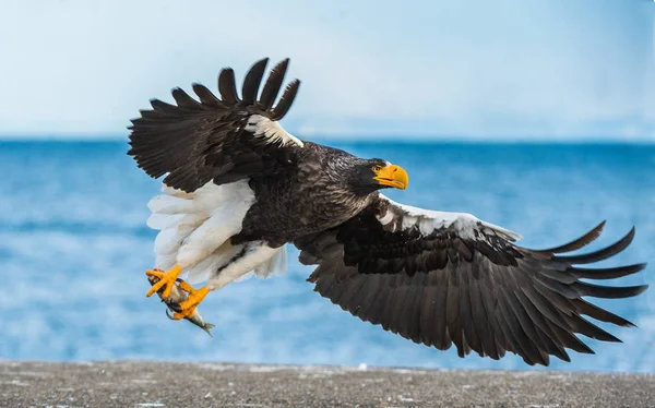 成年史泰勒的海鹰捕鱼 科学名称 Haliaeetus Pelagicus 蓝色海洋背景 自然栖息地 — 图库照片