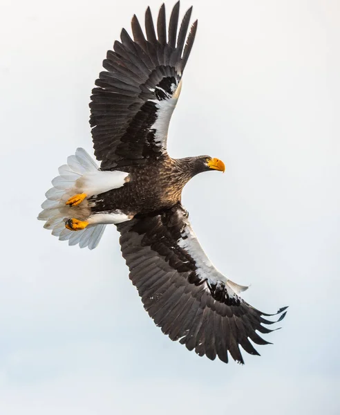 Volwassen Stellers Zeearend Tijdens Vlucht Wetenschappelijke Naam Haliaeetus Pelagicus Sky — Stockfoto