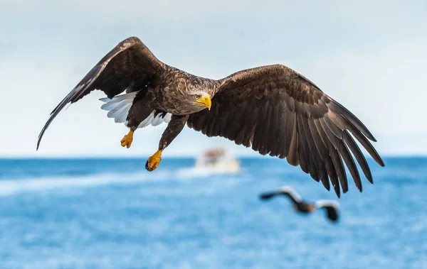 Águila Cola Blanca Adulta Vuelo Fondo Del Cielo Nombre Científico —  Fotos de Stock