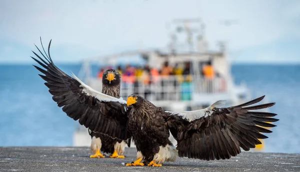 Steller\'s sea eagle landing. Scientific name: Haliaeetus pelagicus. Blue sky and ocean background. Winter Season.