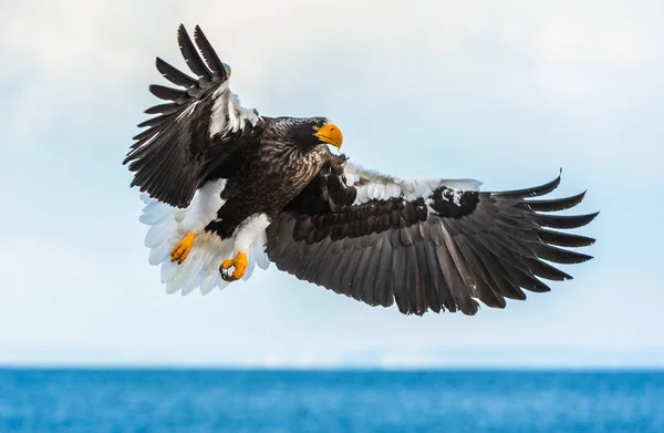 Yetişkin Steller Deniz Kartalı Uçuşta Bilimsel Adı Haliaeetus Pelagicus Gökyüzü — Stok fotoğraf