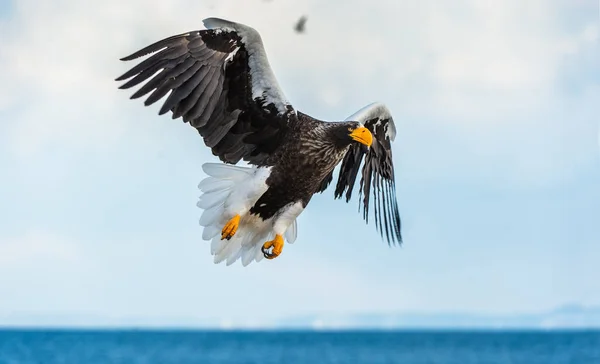 成人斯特勒的海鹰在飞行 科学名称 哈利亚埃图斯中上层 天空背景 自然栖息地 — 图库照片