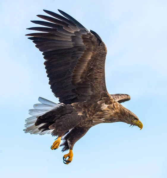 Adult Rétisas Sas Repülésre Égbolt Háttér Tudományos Megnevezés Haliaeetus Albicilla — Stock Fotó