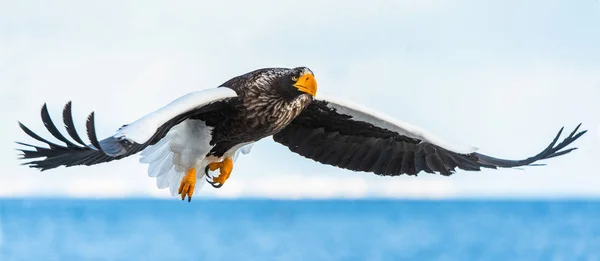 Θαλάσσιος Αετός Της Ενήλικης Στέλερ Στην Πτήση Επιστημονικό Όνομα Χαλισσός — Φωτογραφία Αρχείου