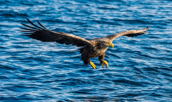 Adulto Cola Blanca Pesca Águila Vista Frontal Fondo Del Océano — Foto de Stock