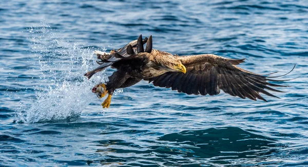 Pesca Águia Cauda Branca Fundo Oceano Azul Nome Científico Haliaeetus — Fotografia de Stock