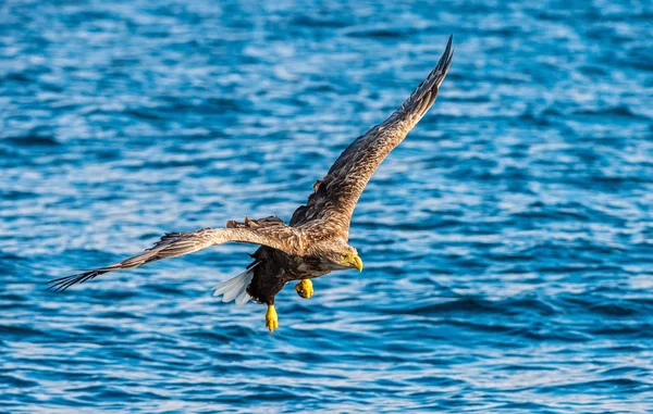 白尾鹰钓鱼 蓝海背景 Haliaeeetus Albicilla 又名Ern Erne Gray Eagle Eurasian Sea — 图库照片