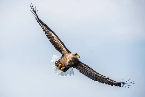 Seeadler Flug Frontansicht Himmel Hintergrund Wissenschaftlicher Name Haliaeetus Albicilla Auch — Stockfoto