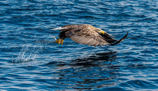 Seeadlerfischen Blauer Ozean Hintergrund Wissenschaftlicher Name Haliaeetus Albicilla Auch Bekannt — Stockfoto