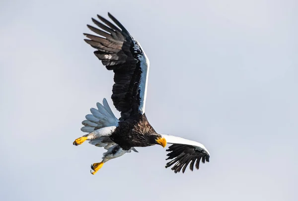成年白尾鹰在飞行 前视图 天空背景 科学名称 哈利亚图斯白鹰 欧亚海鹰和白尾海鹰 — 图库照片