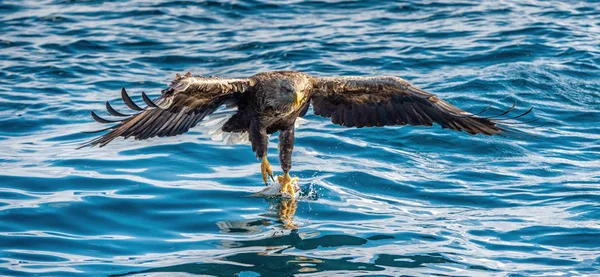 White Tailed Eagle Fishing Blue Ocean Background Scientific Name Haliaeetus — Stock Photo, Image