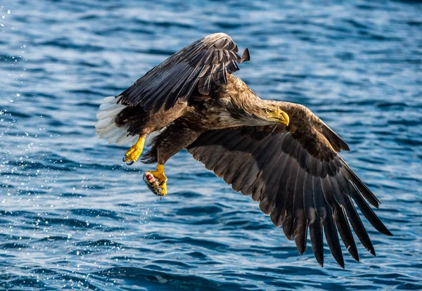 Vitstjärtad Örnfiske Blue Ocean Bakgrund Vetenskapligt Namn Haliaeetus Albicilla Även — Stockfoto