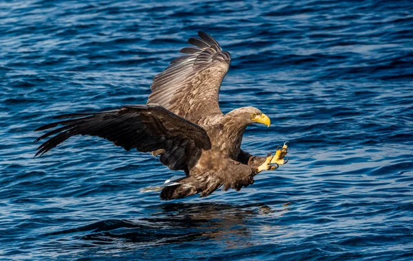 Pesca Águia Cauda Branca Fundo Oceano Azul Nome Científico Haliaeetus — Fotografia de Stock