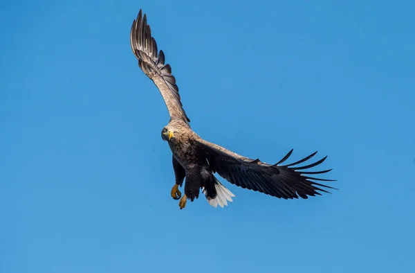 Adult Havsörn Flygning Framifrån Himmel Bakgrund Vetenskaplig Namn Haliaeetus Albicilla — Stockfoto