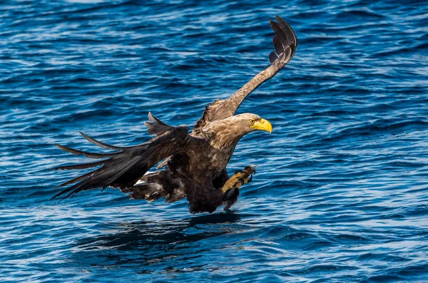 白尾ワシ釣り 青い海の背景 Haliaeetus Albiilla Ern Erne Gray Eagle ユーラシア イーグル — ストック写真