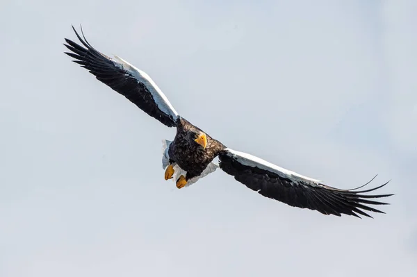 Águila Cola Blanca Adulta Vuelo Vista Frontal Fondo Del Cielo — Foto de Stock