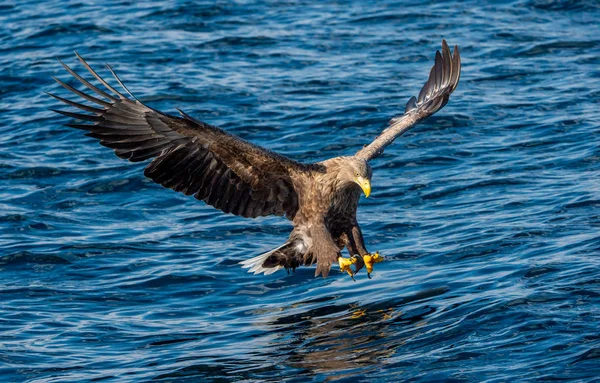 Pesca Águila Cola Blanca Fondo Del Océano Azul Nombre Científico —  Fotos de Stock