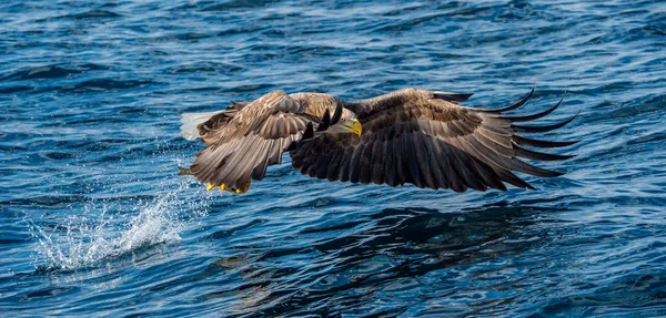White Tailed Eagle Fishing Blue Ocean Background Scientific Name Haliaeetus — 스톡 사진