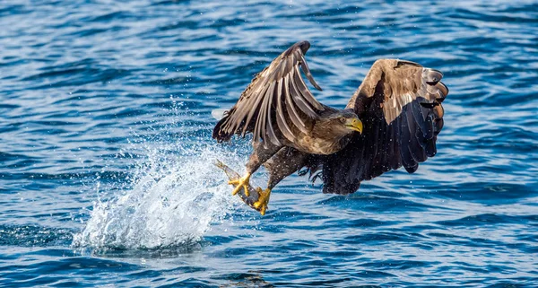 White Tailed Eagle Fishing Blue Ocean Background Scientific Name Haliaeetus — 스톡 사진