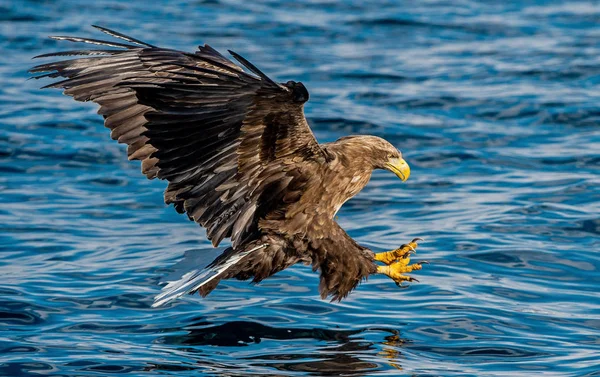 Seeadlerfischen Blauer Ozean Hintergrund Wissenschaftlicher Name Haliaeetus Albicilla Auch Bekannt — Stockfoto