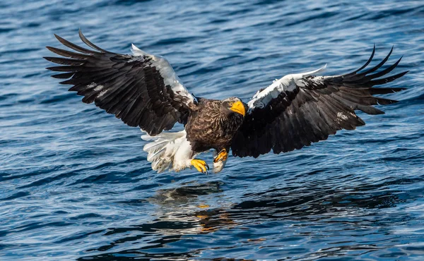 Yetişkin Steller'ın deniz kartal Balık tutma. Bilimsel adı: Haliaeetus pelagicus. Mavi okyanus arka plan. Doğal yaşam alanı.