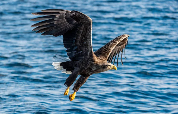 白尾ワシ釣り 青い海の背景 Haliaeetus Albiilla Ern Erne Gray Eagle ユーラシア イーグル — ストック写真