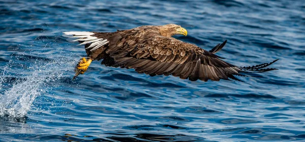 Beyaz kuyruklu kartal balıkçılığı. Mavi Okyanus Arkaplanı. Bilimsel adı Haliaeetus albicilla, ayrıca ern, erne, gri kartal, Avrasya deniz kartalı ve beyaz kuyruklu deniz kartalı olarak da bilinir..