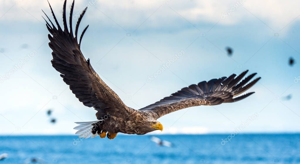 Adult White-tailed eagle in flight. Sky background. Scientific name: Haliaeetus albicilla, also known as the ern, erne, gray eagle, Eurasian sea eagle and white-tailed sea-eagle.
