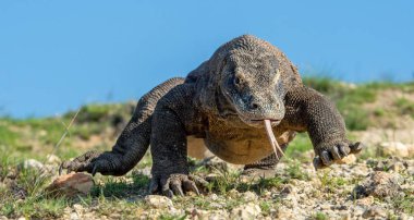 Çatallı dil koklamak hava ile Komodo ejderha. Portreyi kapat. Komodo ejderha, bilimsel adı: Varanus komodoensis. Endonezya.