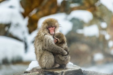 Japon makak ve yavrusu. Bilimsel adı: Macaca fuscata, kar maymunu olarak da bilinir. Doğal yaşam alanı. Japonya.